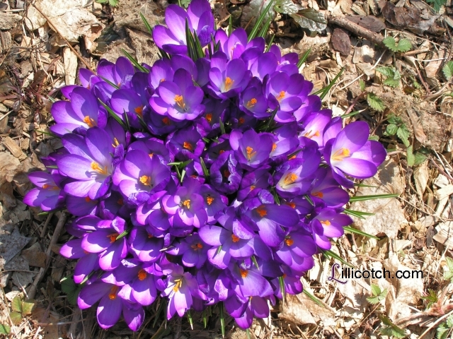 Crocus in my backyard