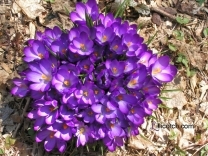 Crocus in my backyard