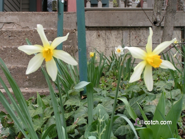 Daffodils in my Front Yard
