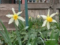 Daffodils in my Front Yard