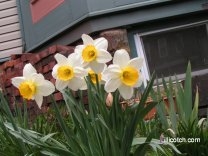 Daffodils in my Front Yard