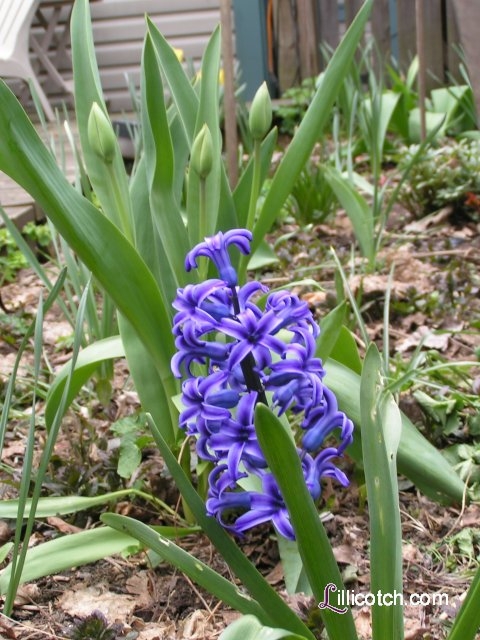 Crocus in my Back Yard