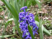 Crocus in my Back Yard