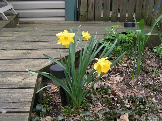 Daffodils in my BackYard