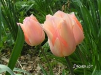 Tulips in my Front yard