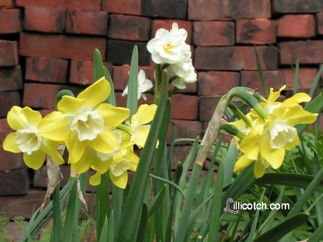 [Still More Daffodils in my FrontYard]