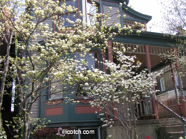 [Dogwood Trees in my FrontYard]