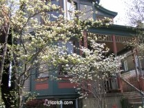 Dogwood Trees in my FrontYard