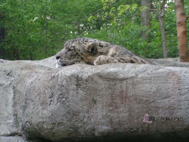 Snow Leopard Pittsburgh Zoo