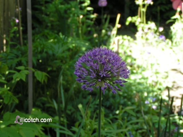 Bulbous Allium in my Back Yard