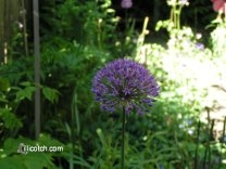 Bulbous Allium in my Back Yard