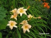 Daylilies in my front yard