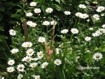 Daisys and Gladiolus in my Front Yard