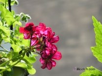 Vining geranium on my front porch