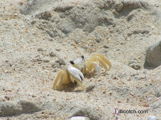Crab Blowing Bubbles