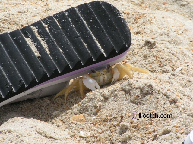 Hatteras Crab