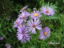 Purple Asters