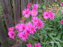 Red Asters