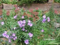Sedum - Asters