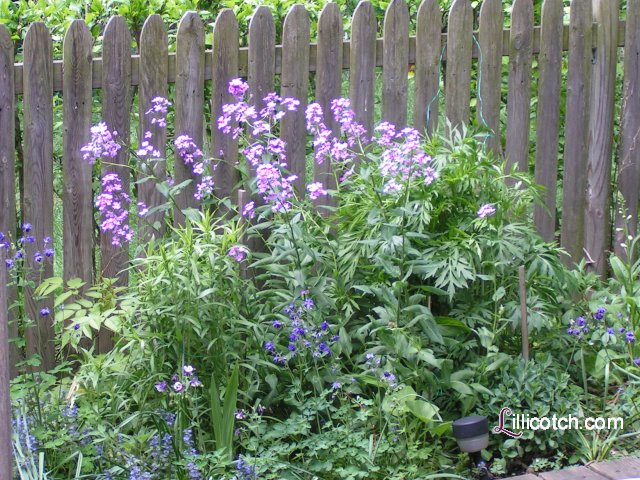 Phlox & Columbine