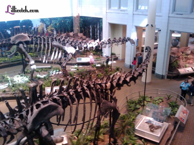 Carnegie Museum of Natural History