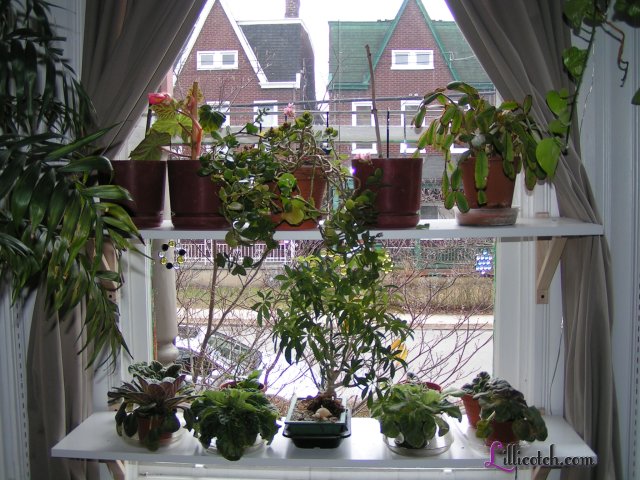 2009 Spring in my window