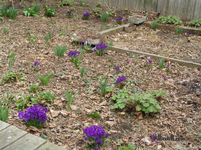 2009 Spring in my back yard