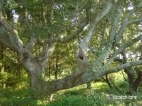 Hatteras Trees