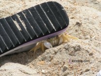 Hatteras Crab